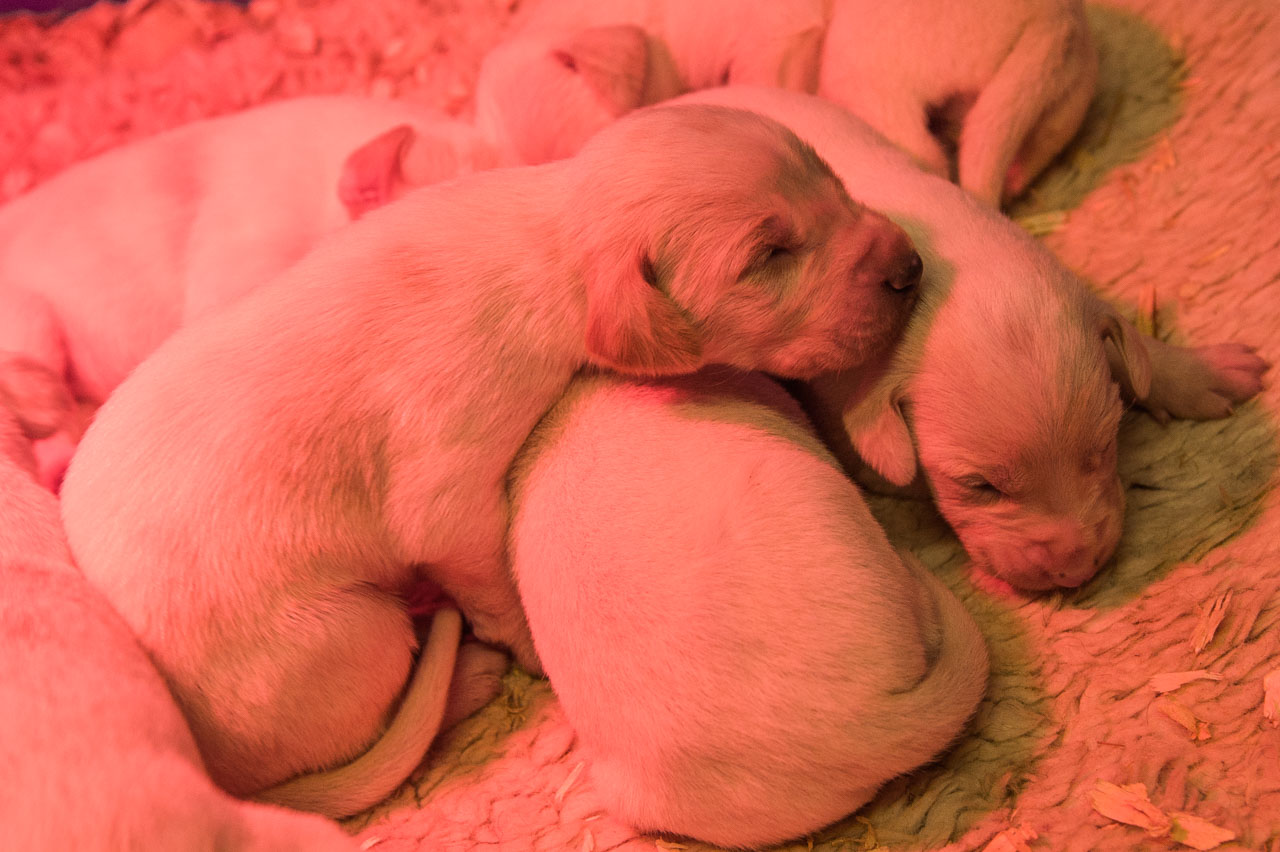 Part of a litter of eleven day old pups under a heat lamp