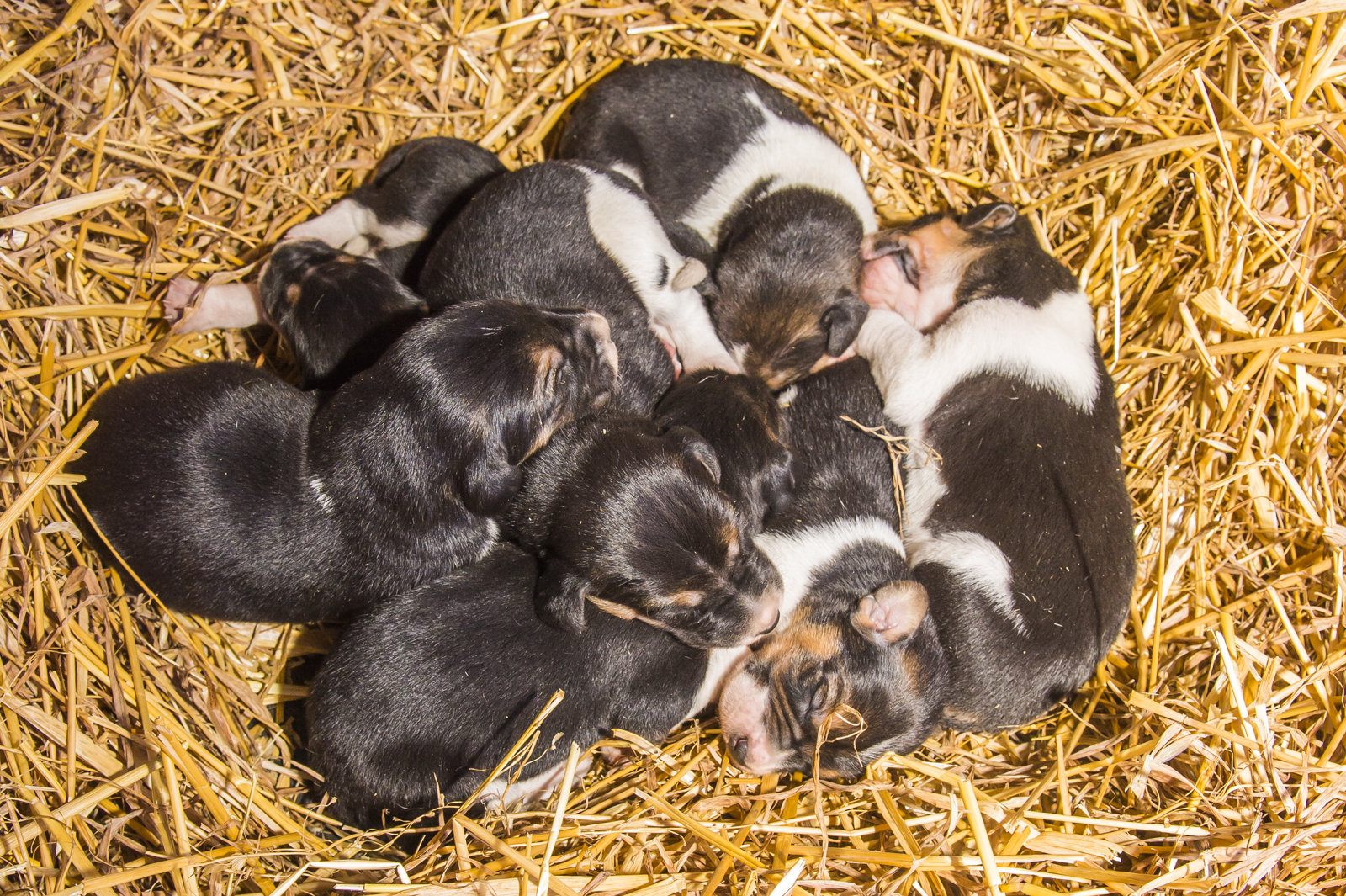 At 2 weeks old, a litter of Old English Hounds