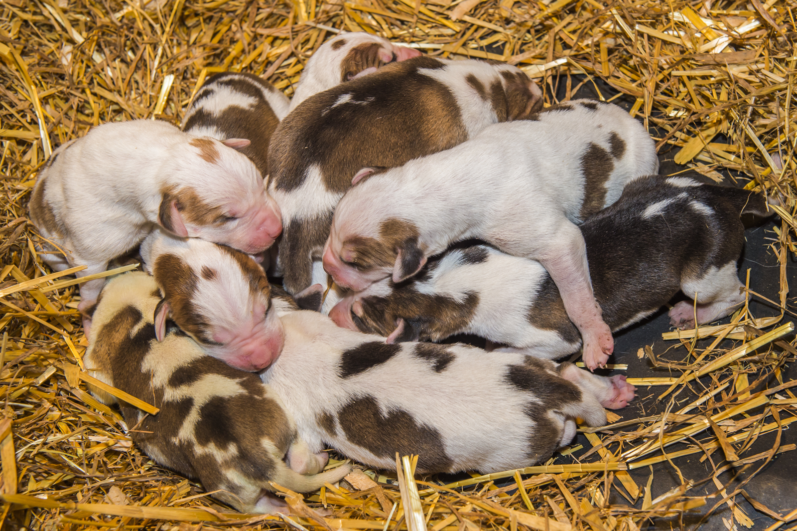 At only 3 days old, a litter of Modern English Hounds