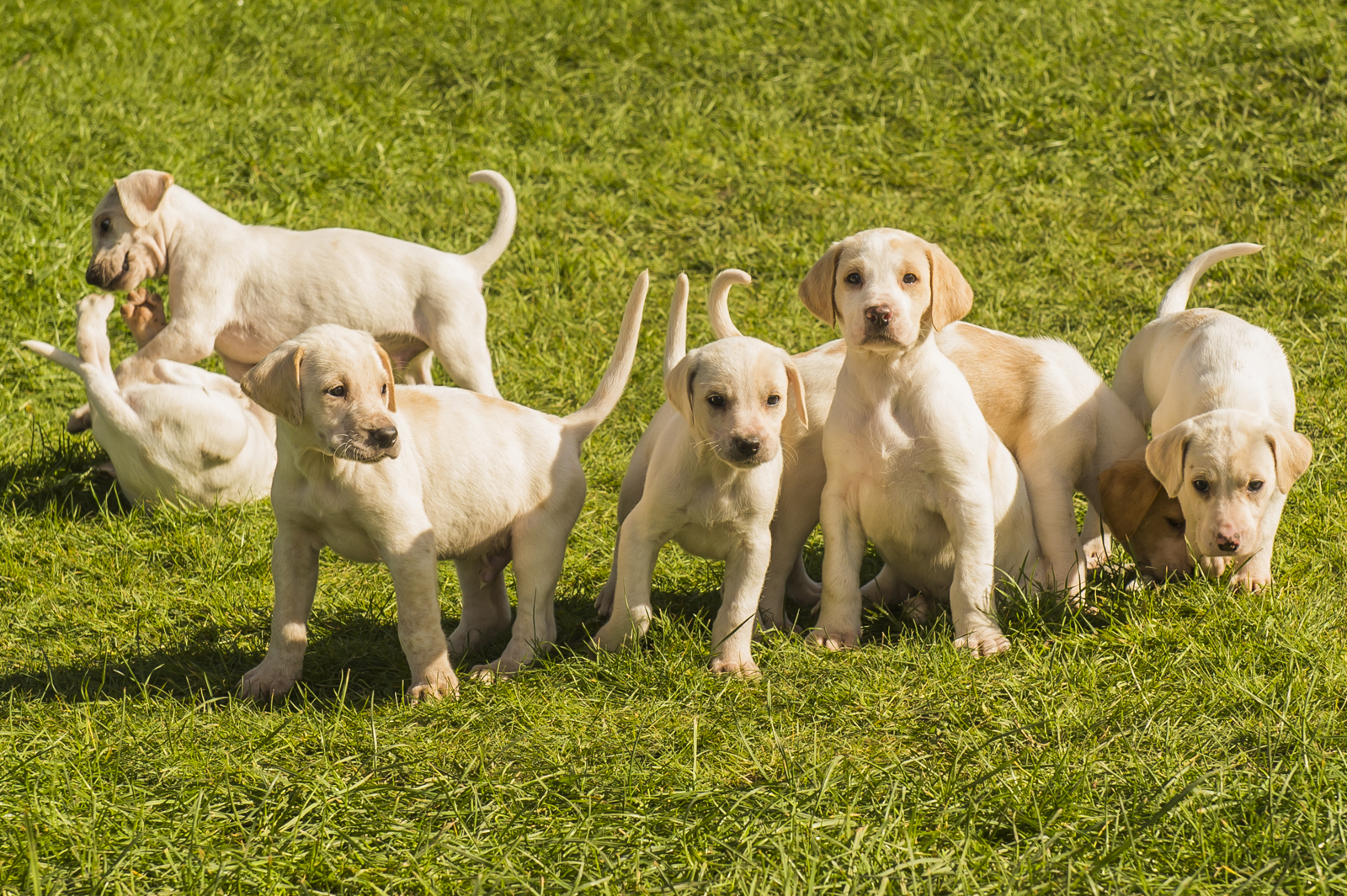Now 6½ weeks, the Modern English Hounds