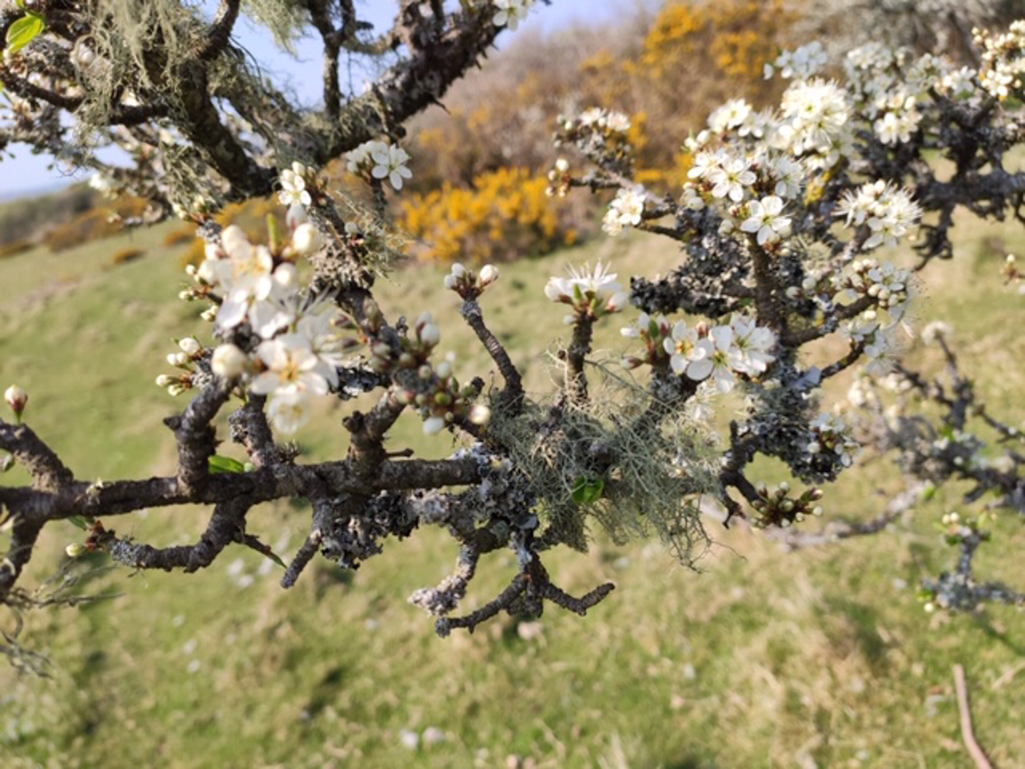 Nature Table competition: Rupert Cake's Blackthorn in bloom