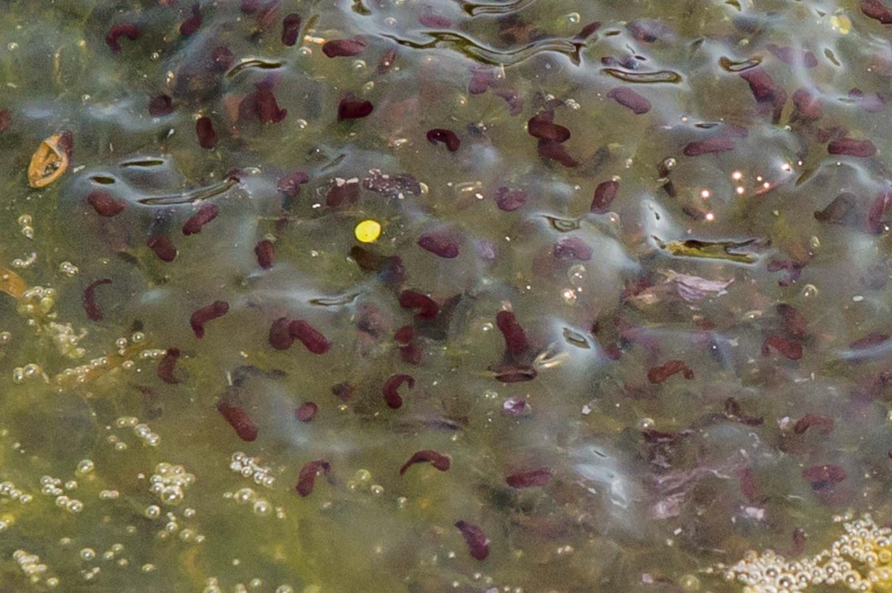 March and frogspawn is now appearing in home and countryside ponds
