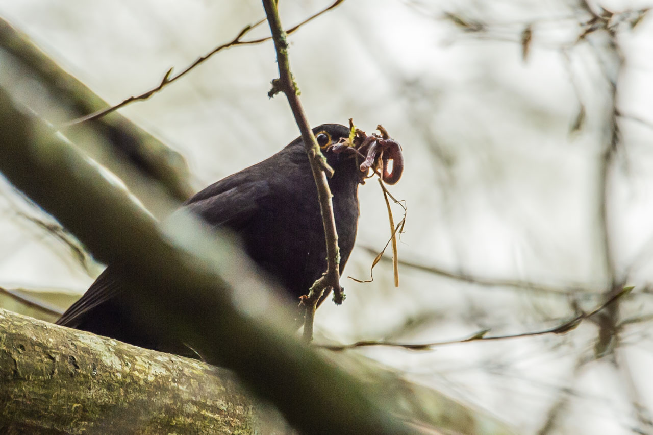 A Blackbird with a bill full of food for its young