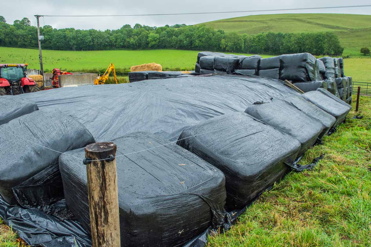 Bi cropping: The transition from wrapped bales to the silage being clamped with a single sheet of plastic