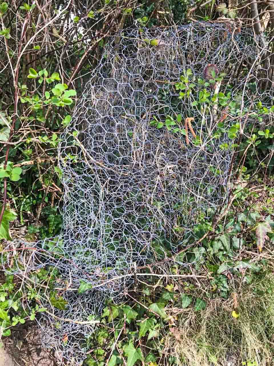 Litter pick 2022: Chicken wire thrown in a hedge