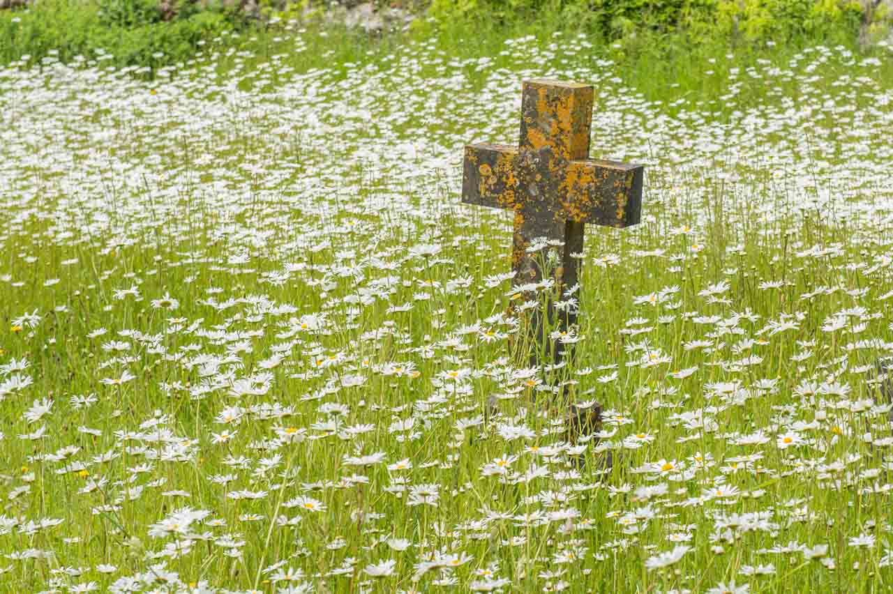 Oxeye daisies in the churchyard
