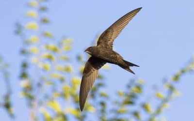 Cattistock’s Swift Action – Saving the Swifts!