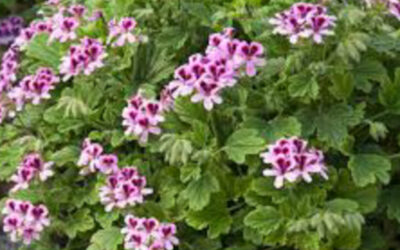 Scented Leaf Geraniums for Christmas