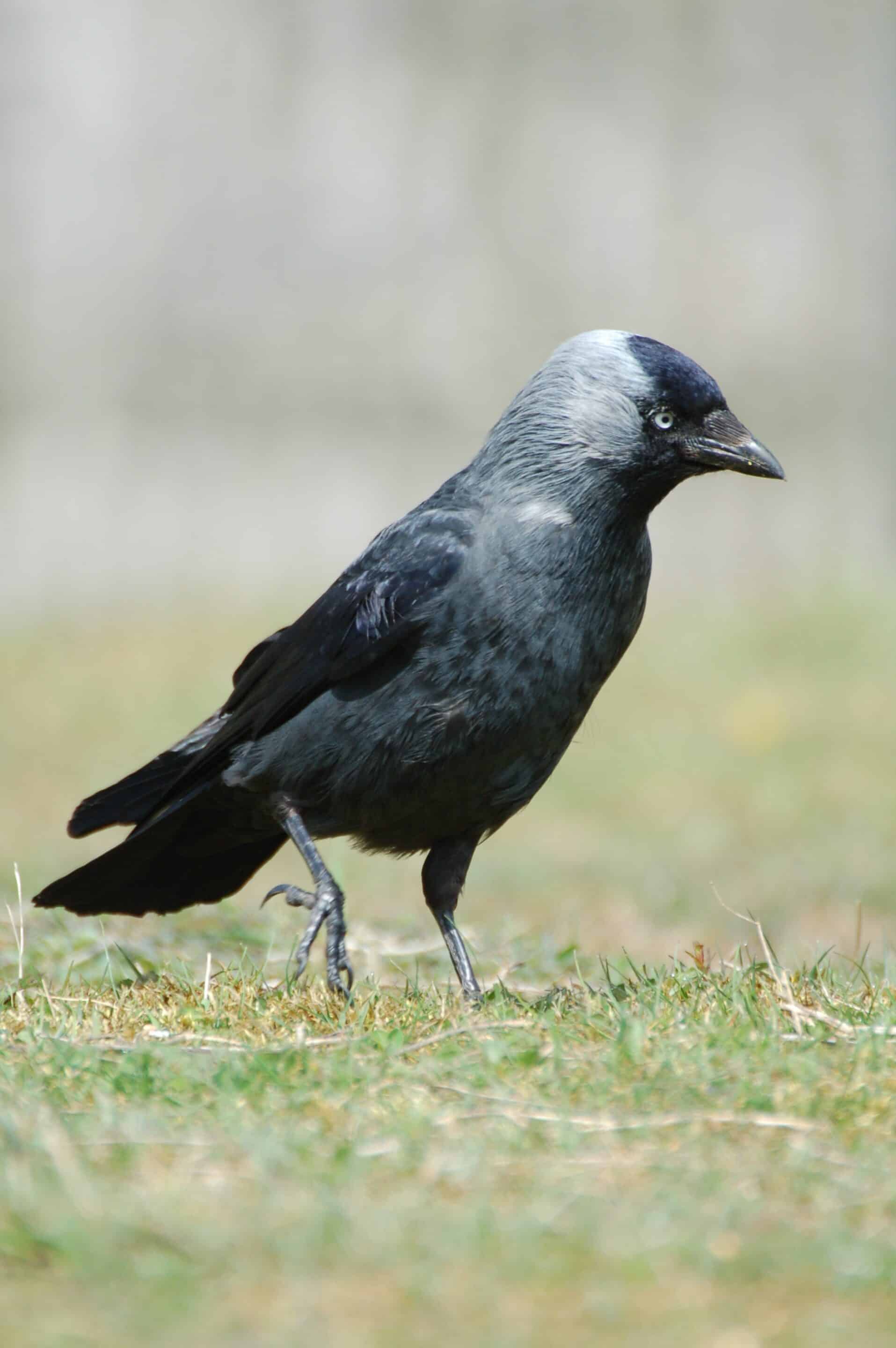 Jackdaw by Peter Thompson